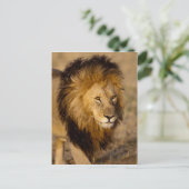 ライオンのストーカー ポストカード (スタンド正面)