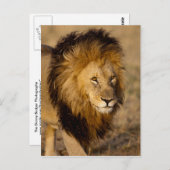 ライオンのストーカー ポストカード (正面/裏面)