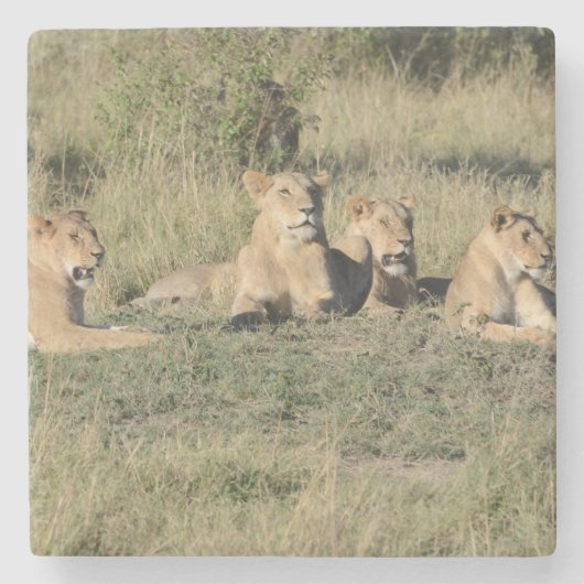 ライオンのプライド。 ストーンコースター (正面)