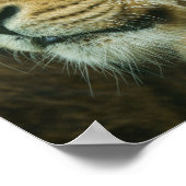 ライオンのプロフィール閉じる ポスター (角)