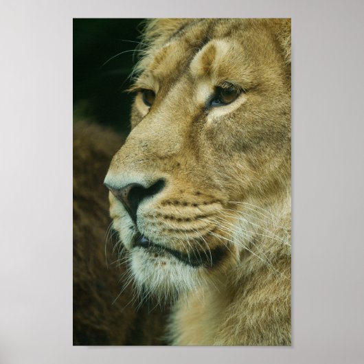 ライオンのプロフィール閉じる ポスター (正面)