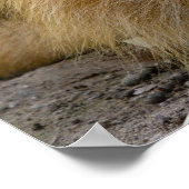 ライオンのポスター ポスター (角)