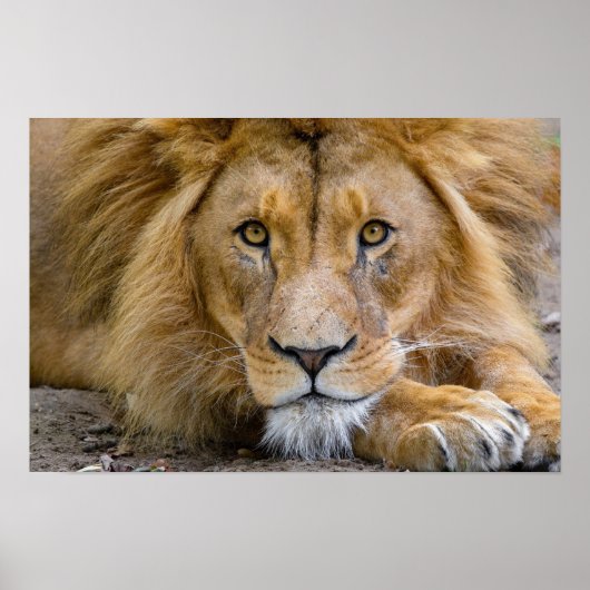 ライオンのポスター ポスター (正面)