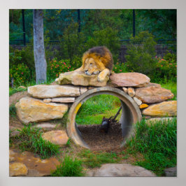 ライオンのポスター ポスター