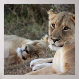 ライオンのポスター ポスター