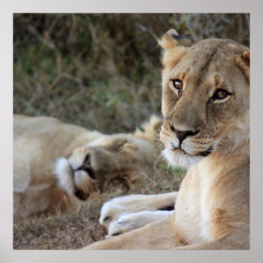 ライオンのポスター ポスター (正面)