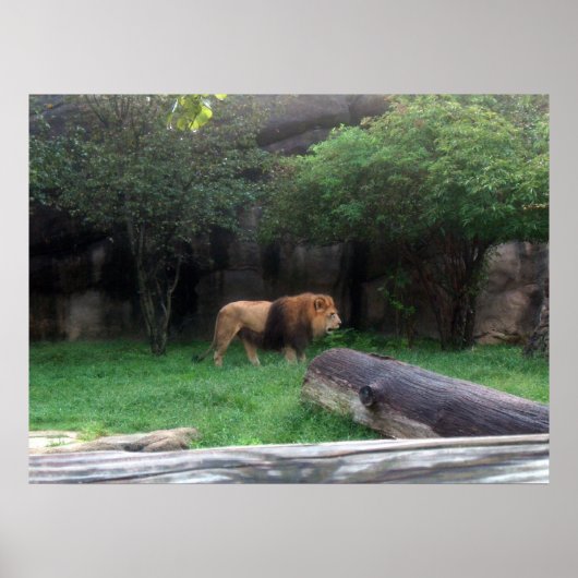 ライオンのポスター ポスター (正面)