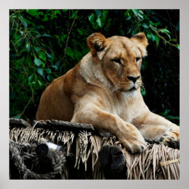 ライオンのポスター ポスター