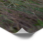 ライオンのポスター ポスター (角)