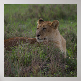 ライオンのポスター ポスター