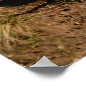 ライオンのポスター ポスター (角)