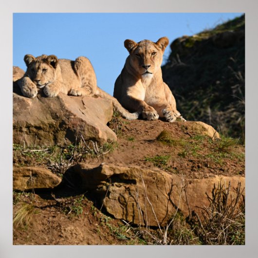 ライオンのポスター ポスター (正面)