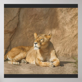 ライオンのポスター ポスター