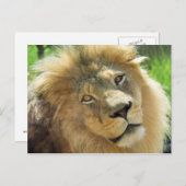 ライオンのポストカード ポストカード (正面/裏面)