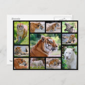 ライオンのモザイク写真 ポストカード (正面/裏面)