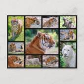 ライオンのモザイク写真 ポストカード (正面)