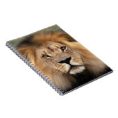 ライオンの写真 ノートブック (右側)