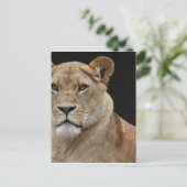 ライオンの女性が横たわる ポストカード (スタンド正面)