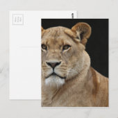 ライオンの女性が横たわる ポストカード (正面/裏面)