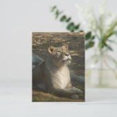 ライオンの女性用はがき ポストカード (スタンド正面)