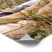 ライオンの子がラウンジ ポスター (角)