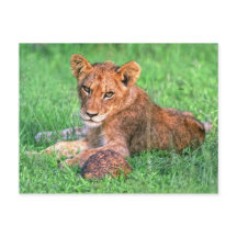 ライオンの子と亀