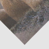 ライオンの子のデコパージュ 薄葉紙 (詳細)