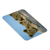 ライオンの子の磁石 マグネット (右側)