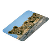 ライオンの子の磁石 マグネット (左側)