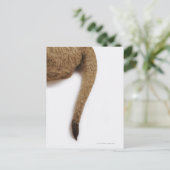 ライオンの子は白に対して（パンテラレオ） ポストカード (スタンド正面)