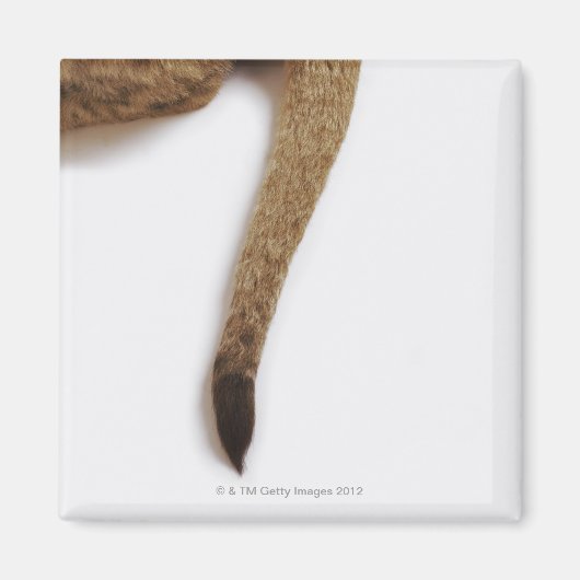 ライオンの子は白に対して(パンテラレオ) マグネット (正面)