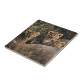 ライオンの子牛の三尾と母 タイル (側面)