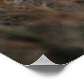 ライオンの子牛の三尾と母 ポスター (角)