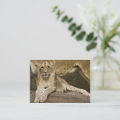 ライオンの子2011の小型のカレンダー(イギリス) 名刺 (スタンド正面)