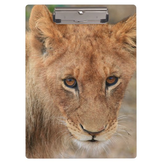 ライオンの子 クリップボード (正面)