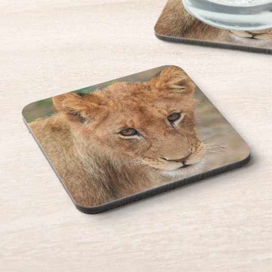 ライオンの子 コースター (左側)