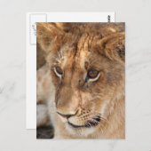 ライオンの子 ポストカード (正面/裏面)