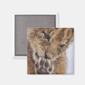 ライオンの子(Panthera leo)は、手を舐め、クローズアップ マグネット (正面/裏面)