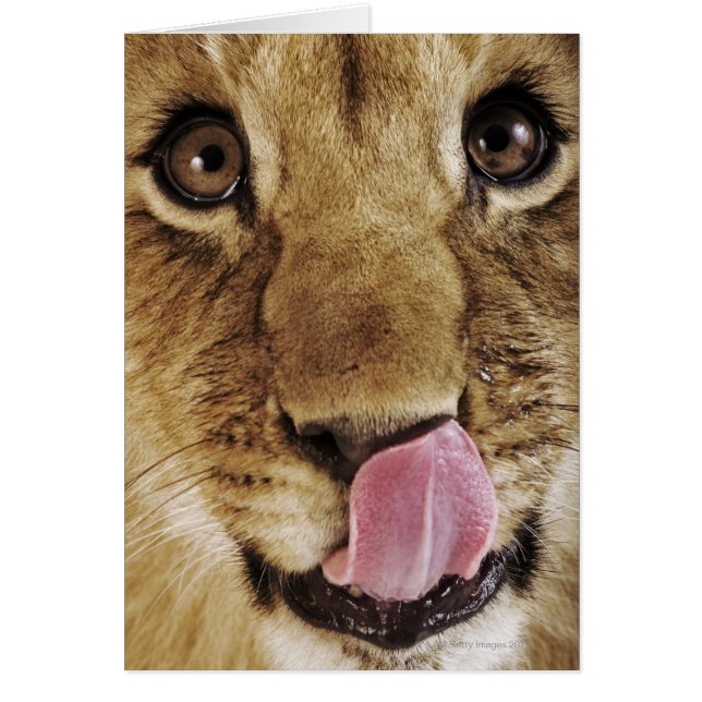 ライオンの子(Panthera leo)鼻を舐め、クローズアップ (正面)