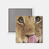 ライオンの子(Panthera leo)鼻を舐め、クローズアップ マグネット (正面/裏面)