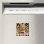ライオンの子(Panthera leo)鼻を舐め、クローズアップ マグネット (インサイチュ (食洗機))