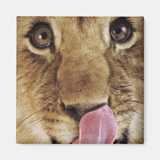 ライオンの子(Panthera leo)鼻を舐め、クローズアップ マグネット (正面)