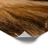 ライオンの愛 ポスター (角)