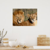 ライオンの愛 ポスター (キッチン)