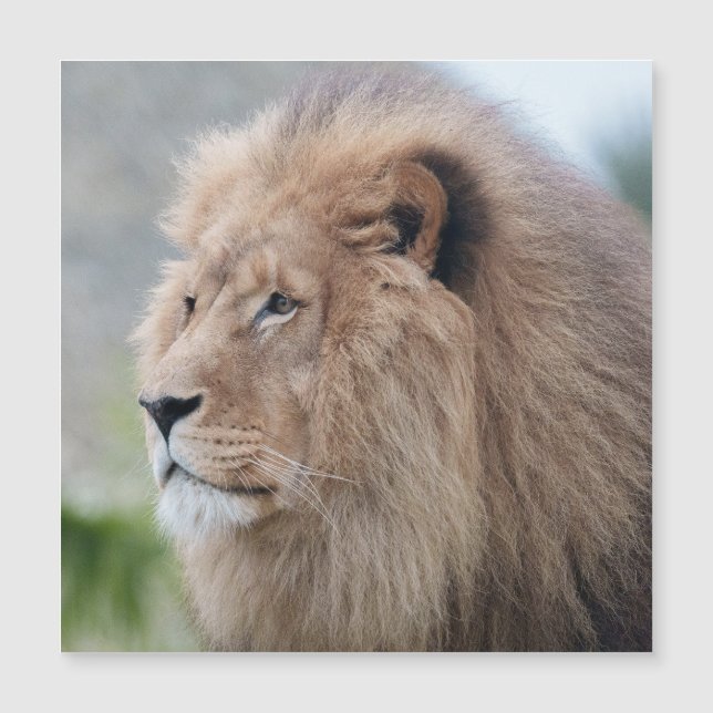 ライオンの抱擁 (正面)