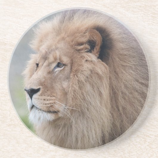 ライオンの抱擁 コースター (正面)