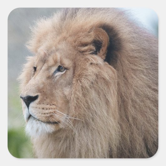 ライオンの抱擁 スクエアシール (正面)