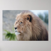 ライオンの抱擁 ポスター (正面)