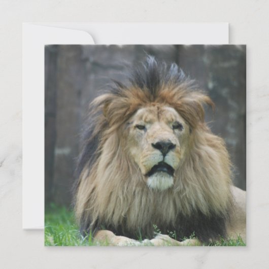 ライオンの招待状 招待状 (正面)