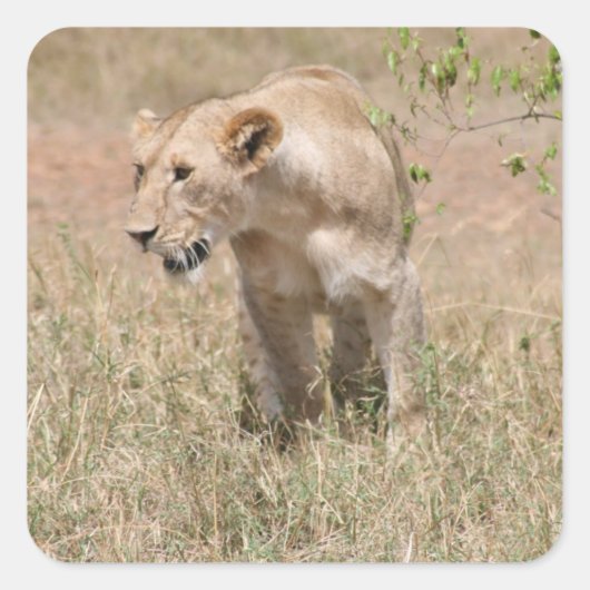 ライオンの散歩 スクエアシール (正面)